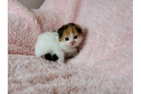 成約済の三重県のスコティッシュフォールド(折れ耳)-87532の6枚目