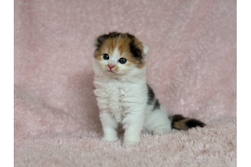 成約済の三重県のスコティッシュフォールド(折れ耳)-87532の2枚目