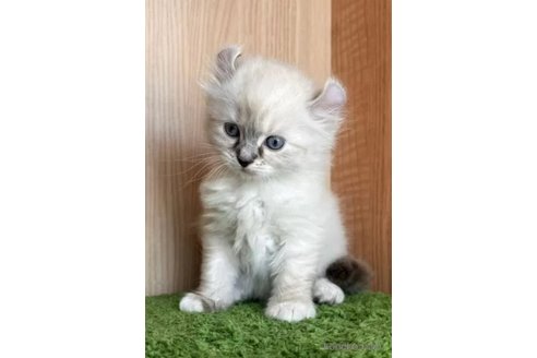 成約済の群馬県のミックス-87560の2枚目