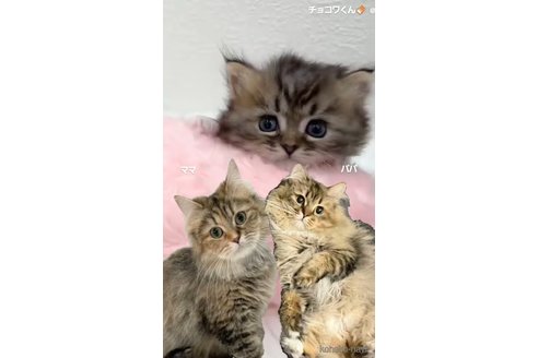 成約済の埼玉県のサイベリアン-85808の2枚目