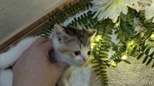 成約済の広島県のスコティッシュフォールド-85433の55枚目