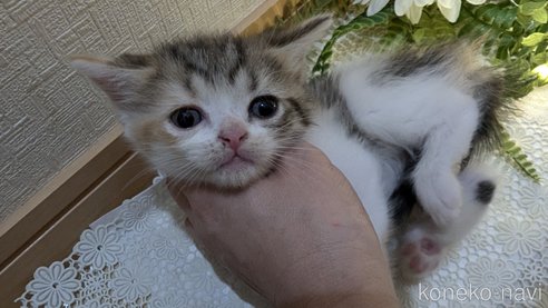 成約済の広島県のスコティッシュフォールド-85433の53枚目