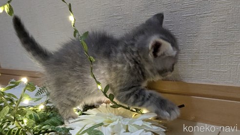 成約済の広島県のスコティッシュフォールド-85435の88枚目