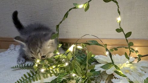 成約済の広島県のスコティッシュフォールド-85435の76枚目