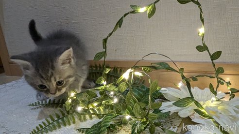 成約済の広島県のスコティッシュフォールド-85435の77枚目