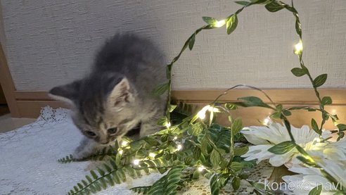 成約済の広島県のスコティッシュフォールド-85435の75枚目