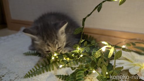 成約済の広島県のスコティッシュフォールド-85435の73枚目