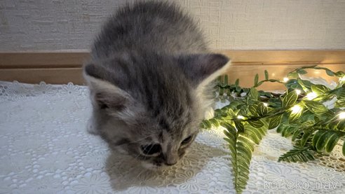 成約済の広島県のスコティッシュフォールド-85435の60枚目