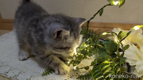 成約済の広島県のスコティッシュフォールド-85440の80枚目