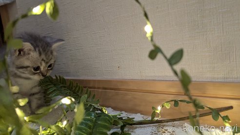 成約済の広島県のスコティッシュフォールド-85440の79枚目