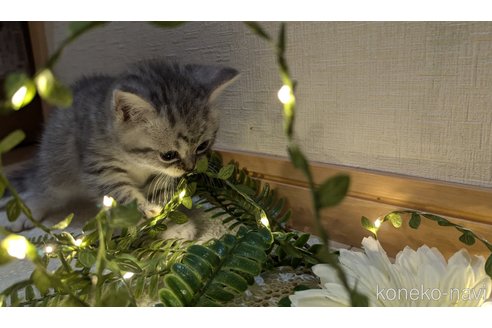 成約済の広島県のスコティッシュフォールド-85440の73枚目