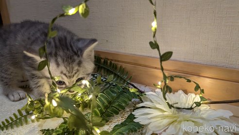 成約済の広島県のスコティッシュフォールド-85440の61枚目