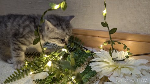 成約済の広島県のスコティッシュフォールド-85440の60枚目