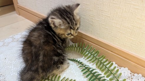成約済の広島県のスコティッシュフォールド-85438の82枚目