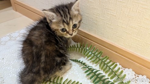 成約済の広島県のスコティッシュフォールド-85438の83枚目