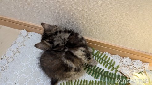 成約済の広島県のスコティッシュフォールド-85438の81枚目