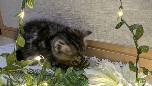 成約済の広島県のスコティッシュフォールド-85438の76枚目
