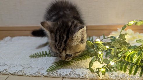 成約済の広島県のスコティッシュフォールド-85438の66枚目