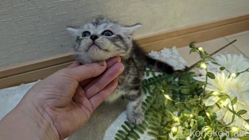 成約済の広島県のスコティッシュフォールド-85437の108枚目