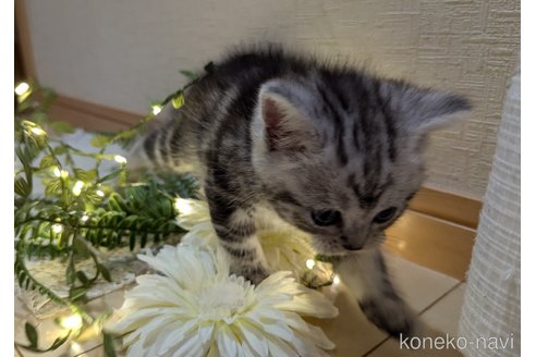 成約済の広島県のスコティッシュフォールド-85437の103枚目