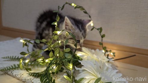 成約済の広島県のスコティッシュフォールド-85437の97枚目
