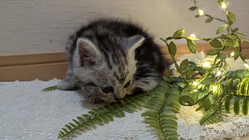 成約済の広島県のスコティッシュフォールド-85437の77枚目