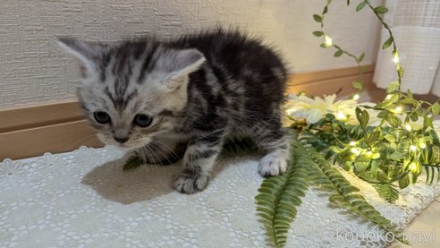 成約済の広島県のスコティッシュフォールド-85437の72枚目