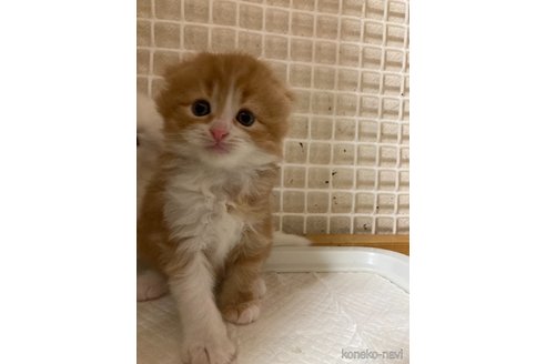 成約済の三重県のスコティッシュフォールド(折れ耳)-87615の9枚目