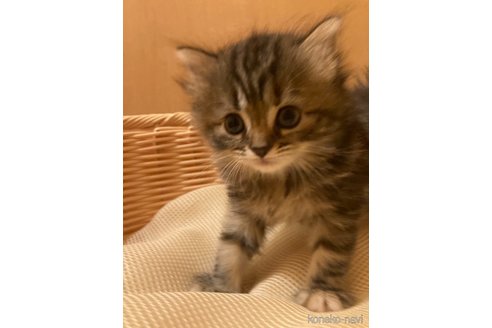 成約済の三重県のスコティッシュフォールド-87616の5枚目