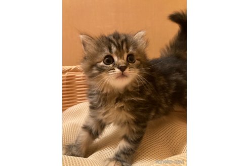 成約済の三重県のスコティッシュフォールド-87616の4枚目