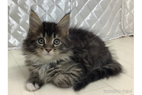 成約済の群馬県のメインクーン-87630の2枚目