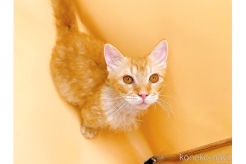 成約済の東京都のスクーカム-76112の6枚目