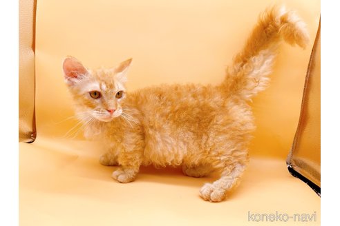 成約済の東京都のスクーカム-76112の4枚目