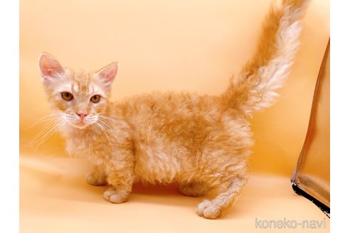 成約済の東京都のスクーカム-76112の3枚目