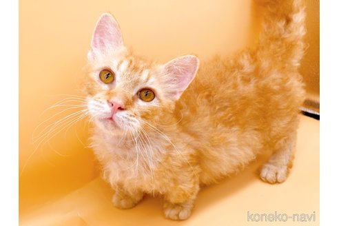 成約済の東京都のスクーカム-76112の2枚目