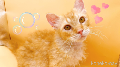 成約済の東京都のスクーカム-76112の1枚目