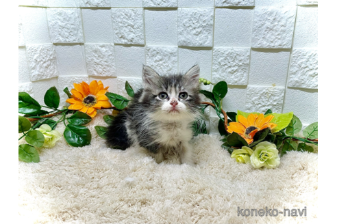 成約済の埼玉県のスコティッシュフォールド-87654の5枚目