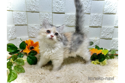 成約済の埼玉県のスコティッシュフォールド-87656の2枚目