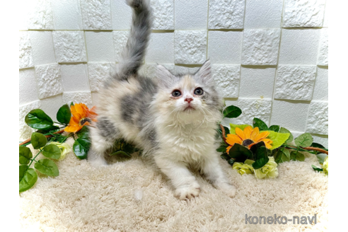 成約済の埼玉県のスコティッシュフォールド-87656の4枚目