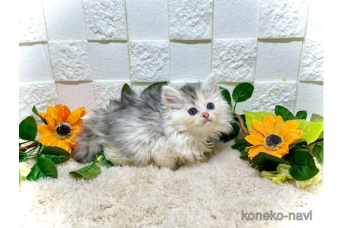 成約済の埼玉県のスコティッシュフォールド-87659の2枚目