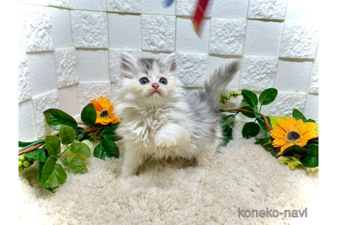 成約済の埼玉県のスコティッシュフォールド-87659の4枚目