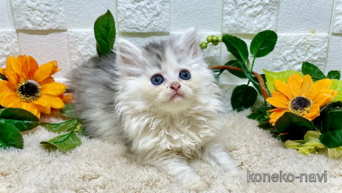 成約済の埼玉県のスコティッシュフォールド-87659の1枚目