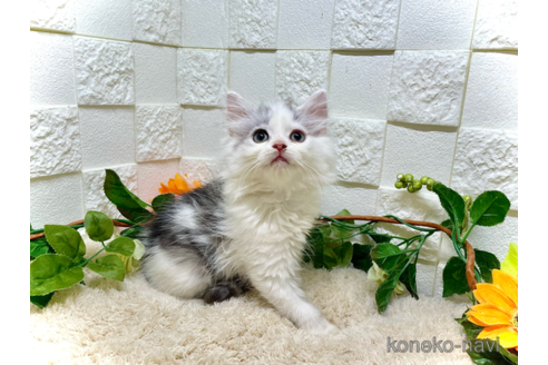 成約済の埼玉県のスコティッシュフォールド-87660の2枚目