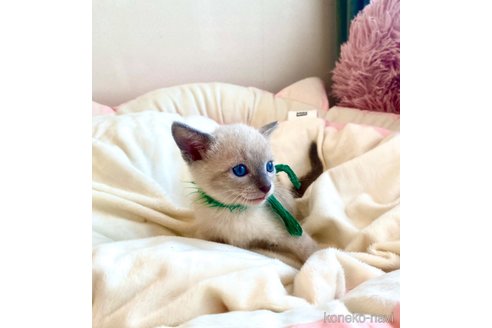 成約済の静岡県のロシアンブルー-86507の1枚目