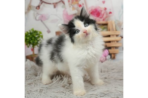 成約済の茨城県のノルウェージャンフォレストキャット-87679の3枚目