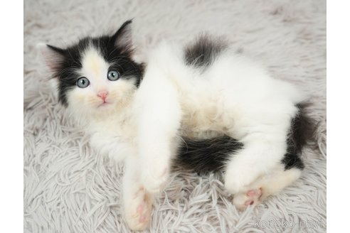 成約済の茨城県のノルウェージャンフォレストキャット-87679の5枚目
