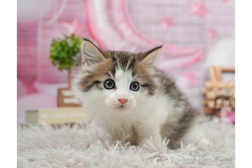成約済の茨城県のノルウェージャンフォレストキャット-87680の5枚目