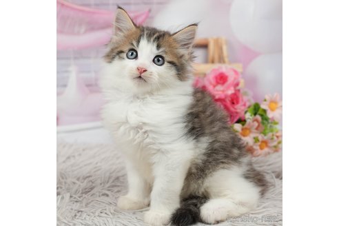 成約済の茨城県のノルウェージャンフォレストキャット-87680の2枚目