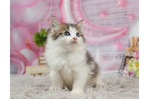 成約済の茨城県のノルウェージャンフォレストキャット-87680の3枚目