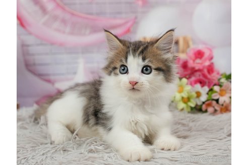 成約済の茨城県のノルウェージャンフォレストキャット-87680の4枚目